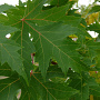 Acer saccharinum 60-90 cm wortelgoed 1/1