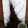 Amelanchier spicata 60-80 cm wortelgoed 1/2 3 tak