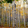 Betula papyrifera 100-120 cm wortelgoed 1/1