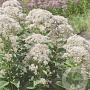 Eupatorium rugosum 'Snowball' GM P9