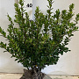Ilex crenata 'Caroline Upright' 40-50 cm met kluit