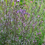 Verbena officinalis 'Bampton' GM P9 BIO
