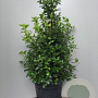 Viburnum tin. 'Eve Price' 80-100 cm 40L
