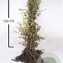 Carpinus betulus 150-175 cm wortelgoed