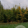 Carpinus betulus 250-300 cm met kluit