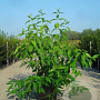 Chimonanthus praecox 80-100 cm 12L