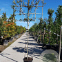 Quercus ilex 160 cm stam container 6-8 lei 150x120