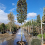 Quercus ilex 160 cm stam container 20-25