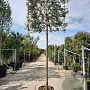 Quercus ilex 200 cm stam container leiboom