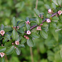 Cotoneaster divaricatus 40-60 cm wortelgoed 1/2