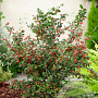 Cotoneaster franchetii 60-80 cm wortelgoed 1/1 3 tak