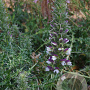 Acanthus spinosus 'Spinosissimus' GM P9