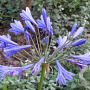 Agapanthus 'Tornado' GM P9