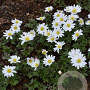 Anemone blanda 'White Splendour' GM P9