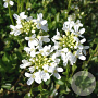 Arabis procurrens 'Neuschnee' GM P9
