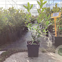 Arbutus unedo 'Bocarm' 50-60 cm 3,0L