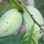 Asimina triloba 'Tropical Treat' 60-80 cm 5,0L