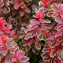Berberis thunb. 'Admiration' 40-50 cm 20L breed