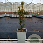 Cephalotaxus harringtonii 20-30 cm P15