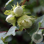 Corylus Corabel 60-80 cm 6L