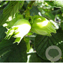 Corylus 'Gunslebert' 60-80 cm 6L