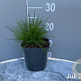 Deschampsia cespitosa GM 2,0L