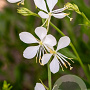 Gaura l. 'Snowbird' GM P9
