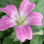 Geranium 'Elworthy Eyecatcher' GM P9