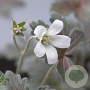 Geranium 'Sanne' GM P9