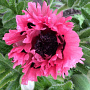Papaver or. 'Pink Perfection' GM P9