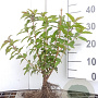 Deutzia scabra 40-60 cm wortelgoed 0/1