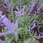 Perovskia atripl. Lacey Blue GM P9