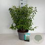 Deutzia scabra 'Plena' 80-100 cm 10L