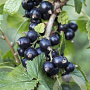 Ribes nigr. 'Ben Nevis' 30-40 cm P15