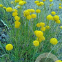 Santolina rosmarinifolia GM P9