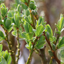 Salix tetrapla 150-175 cm 20L