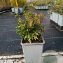 Vaccinium vitis-id. 'Red Pearl' 20-30 cm P15
