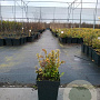 Vaccinium vitis-id. 'Red Pearl' GM C3