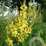 Verbascum chaixii 'Sixteen Candles' GM P9