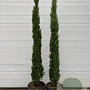 Cupressus sempervirens 175-200 cm 25L