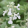 Nepeta 'Alba' GM P9