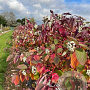 Cornus alba 'Westonbirt' 60-90 cm wortelgoed 0/1/0 3 tak