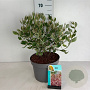 Cornus alba Miracle 60-80 cm 10L