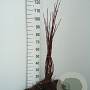 Cornus alba 'Sibirica' 60-90 cm wortelgoed 0/1 2-3 tak