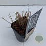 Calamagrostis acut. 'Karl Foerster' 20-25 cm C1 vierkant