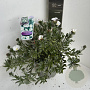 Convolvulus cneorum 30-40 cm 5,0L