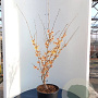 Hamamelis int. 'Aurora' 100-125 cm 20L