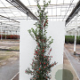 Ilex aq. 'Alaska' 175-200 cm 20L