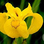 Iris pseudac. 'Variegata' GM P9 leverbaar