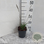 Molinia caerulea 'Edith Dudszus' GM 2,0L